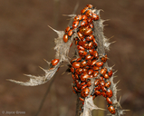 Hippodamia convergens