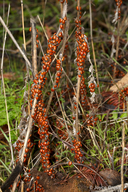 Hippodamia convergens