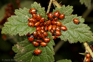Hippodamia convergens