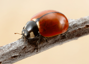 Coccinella californica
