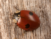 Adalia bipunctata