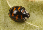 Harmonia axyridis