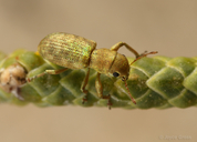 Pandeleteinus submetallicus