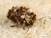 Trichodesma cristata