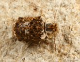 Trichodesma cristata