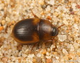 Phaleria rotundata