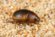 Phaleria rotundata