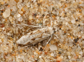 Areniscythris brachypteris