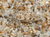 Areniscythris brachypteris