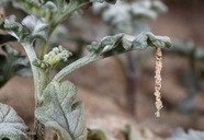 Areniscythris brachypteris