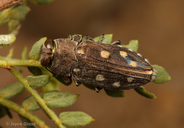 Chrysobothris octocola