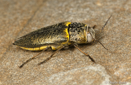 Gyascutus fulgidus