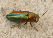 Chrysophana placida