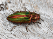 Buprestis aurulenta