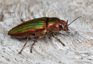Buprestis aurulenta