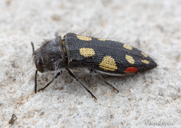 Acmaeodera jocosa