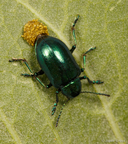 Chrysochus cobaltinus