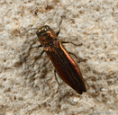 Agrilus sp.