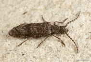 Priacma serrata
