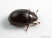 Nosodendron californicum