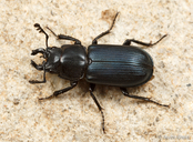 Platycerus oregonensis