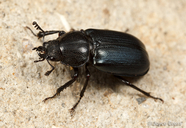 Platycerus oregonensis