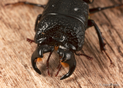 Ceruchus striatus