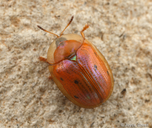 Charidotella sexpunctata