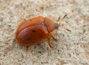 Charidotella sexpunctata