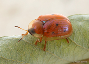 Charidotella sexpunctata
