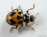 Hippodamia parenthesis