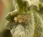 Stenopodius flavidus