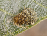 Chrysochus cobaltinus