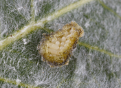 Chrysochus cobaltinus