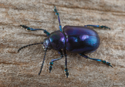 Chrysochus cobaltinus