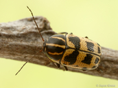 Cryptocephalus castaneus