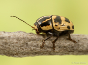 Cryptocephalus castaneus