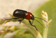 Cryptocephalus sanguinicollis sanguinicollis