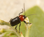 Cryptocephalus sanguinicollis sanguinicollis