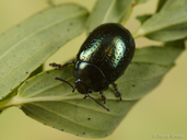 Chrysolina hyperici
