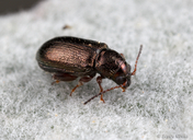 Hemiglyptus basalis