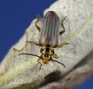 Trirhabda diducta