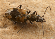 Lachnophorus elegantulus