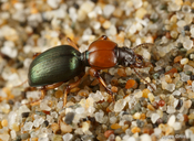 Akephorus obesus