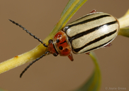 Disonycha alternata