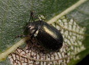 Plagiodera californica