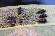 Plagiodera californica