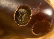 Acanthoscelides obtectus