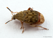 Acanthoscelides obtectus