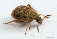 Acanthoscelides obtectus